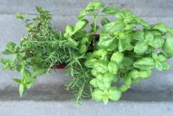 Медики назвали природные альтернативы антибиотикам