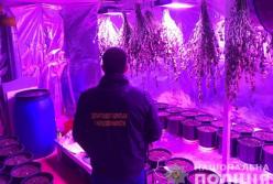 ​Нарколаборатория в подвале: у жителя Киевщины изъяли конопли на 8 млн гривен (фото)