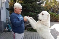 "Загризають котів і собак на смерть": у Києві розгорівся скандал через алабаїв ексрегіонала (фото)