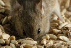 На Черниговщине "мыши съели" 600 тонн зерна Госрезерва