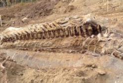 Ученые обнаружили самого крупного хищного динозавра