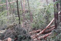 В Черниговской области ураган повалил 160 гектаров леса (фото)