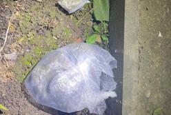 На Прикарпатье полицейский наладил схему сбыта каннабиса