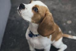 Как правильно определить возраст собаки: ученые вывели новую формулу