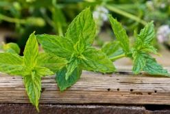 Врачи рассказали, кому противопоказана мята
