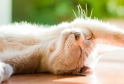 Прогноз погоды на 11 июня: солнечно и жарко на большинстве территории