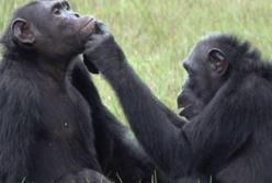 Шимпанзе научились лечить друг друга с помощью жуков
