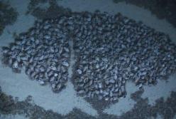 Археологи показали необычный корабль, затонувший 2 тысячи лет назад (фото, видео)