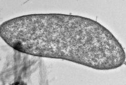 Найдены микробы, способные производить чистую медь