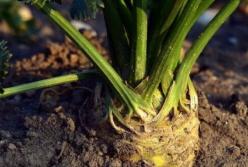 Врачи назвали один из самых полезных продуктов