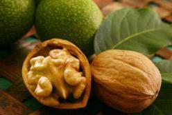 Медики назвали орех, обладающий противораковыми свойствами