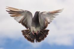 В Индии голубь три года провел в тюрьме