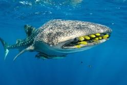 Ученые установили возраст акул благодаря испытанию атомного оружия