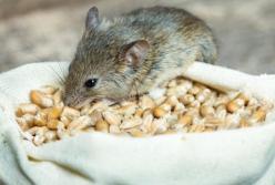 В Госрезерве недостаток тысяч тонн зерна на миллионы