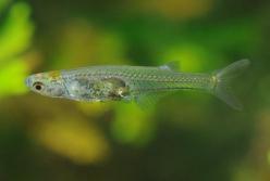 Ученые открыли новый вид рыб с крошечным мозгом