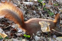 Прогноз погоды на 26 марта: большинство областей согреет солнце