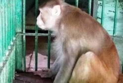 Оставшаяся без алкоголя обезьяна убила человека