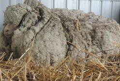 В Австралии умерла самая заросшая овца