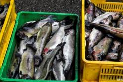 Украина установила рекорд по экспорту рыбы