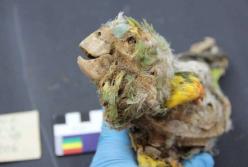 В пустыне Атакама обнаружили интересную находку (фото)