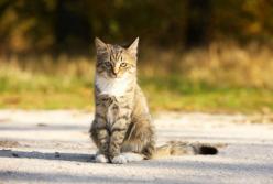 Ученые выяснили, как кошки находят дорогу домой 