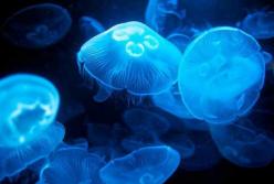 Из медуз сделали киборгов для глубоководных исследований