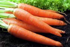 Стало известно, кому не рекомендуется употреблять морковь