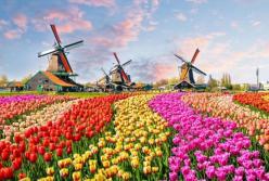 В Нидерландах уничтожили 400 млн цветов из-за коронавируса