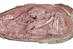 В Китае ученые нашли идеальный эмбрион динозавра (фото)