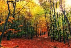 Прогноз погоды на 30 сентября: в большинстве областей будет солнечно