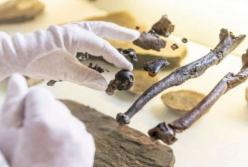 Ученые обнаружили новый вид приматов с необычными конечностями 