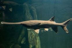 Ученые заявили о вымирании самых крупных пресноводных рыб современности