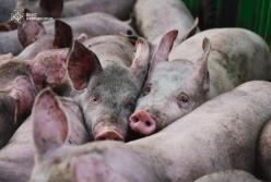 Загинули 13 тисяч свиней: який вигляд зараз має ферма на Харківщині, яку атакували російські дрони (відео)