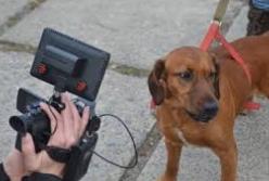 Юный герой: во Львовской области 13-летний школьник спас чужую собаку, которая застряла в теплотрассе (видео)