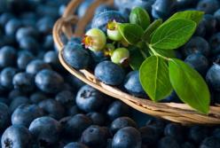 Диетолог рассказала о пользе черники