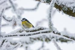 В Украину придет настоящая зима: названа дата