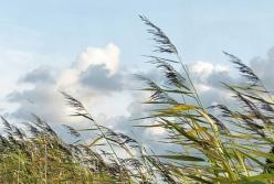 ​Сильный порывистый ветер принесет в Украину потепление