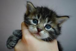 В Сумах девочки-подростки топили котят и снимали это на видео