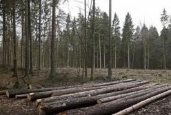 Впервые за последние 10 лет в Украине проведут национальную инвентаризацию лесов