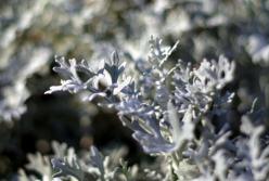 Ученые обнаружили растение, которое за 16 часов убивает раковые клетки 