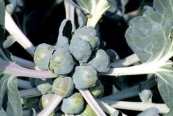 Медики назвали овощ, снижающий риск рака и заболеваний сердца 