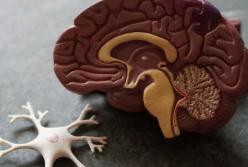 Ученые нашли способ замедлить развитие болезни Альцгеймера