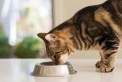 Ученые рассказали, как правильно кормить кошек