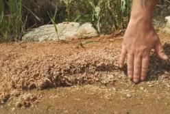  В Одесской области на берег выбросило тысячи мертвых креветок (фото)