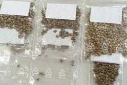 В Киеве изъяли посылку с семенами каннабиса (фото)