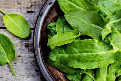 Медики назвали полезные свойства щавеля