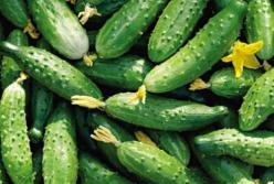 Медики рассказали, кому нельзя есть огурцы 