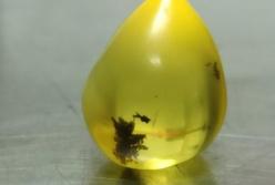 В аэропорту Борисполь у китайца обнаружили редкий камень янтаря (фото)