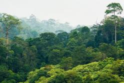 Ученые выяснили, какие леса лучше всего очищают атмосферу Земли