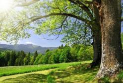 Прогноз погоды на 13 мая: в Украине будет солнечно, но не жарко